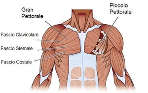 chest press