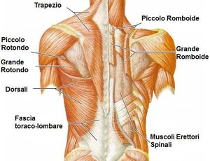 Muscolatura principalmente coinvolta nel Bent Over Row