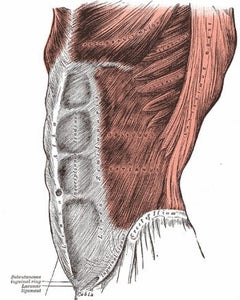 addominali obliqui