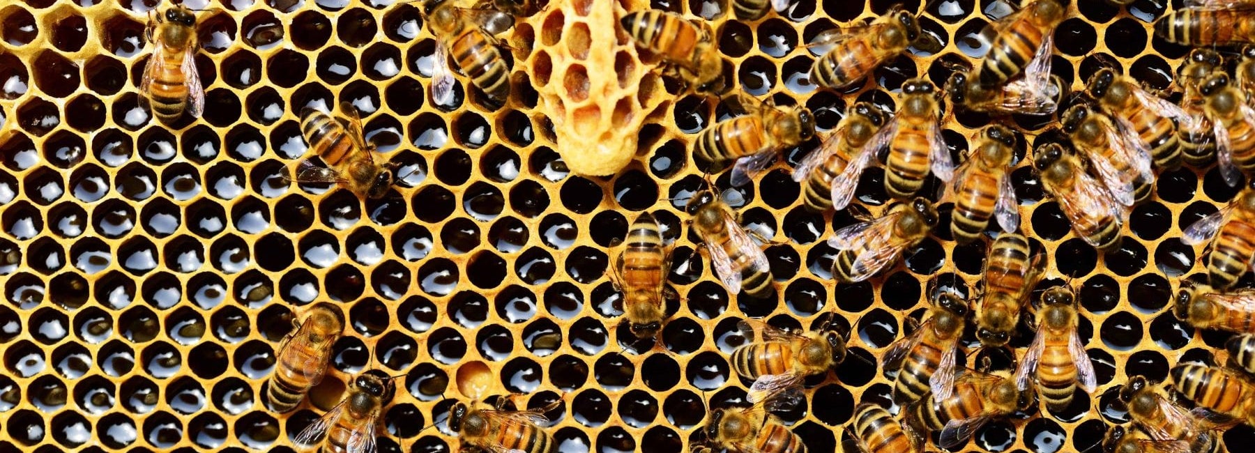 Polline D'Api | Proprietà, Benefici Per La Salute e Controindicazioni