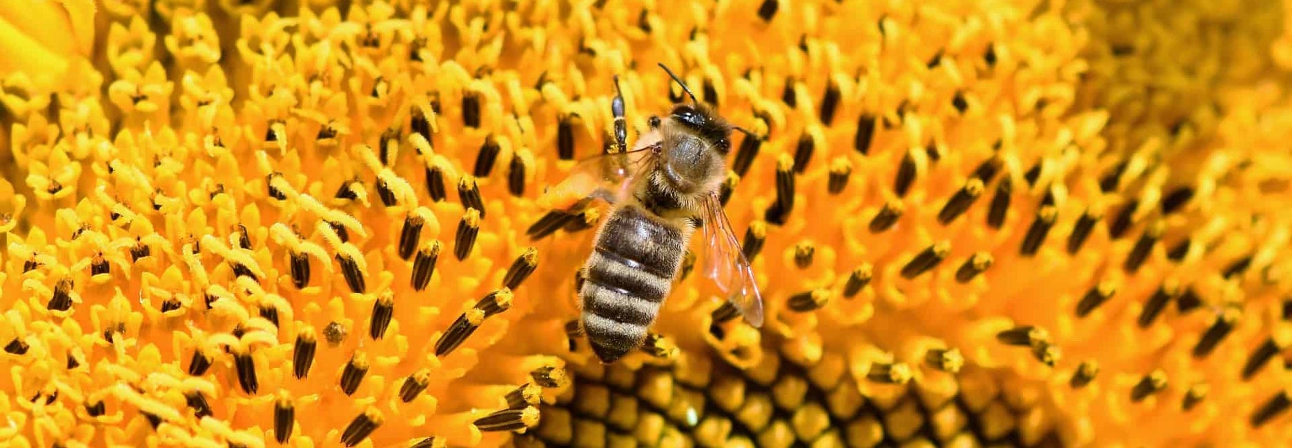 Polline D'Api | Proprietà, Benefici Per La Salute e Controindicazioni