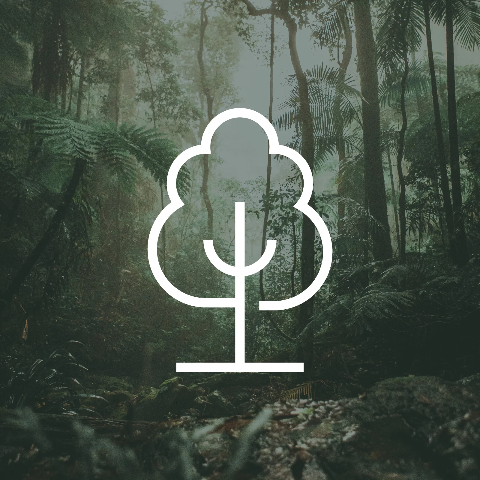 1 Tree Planted via THG (More Trees) Immagine 1